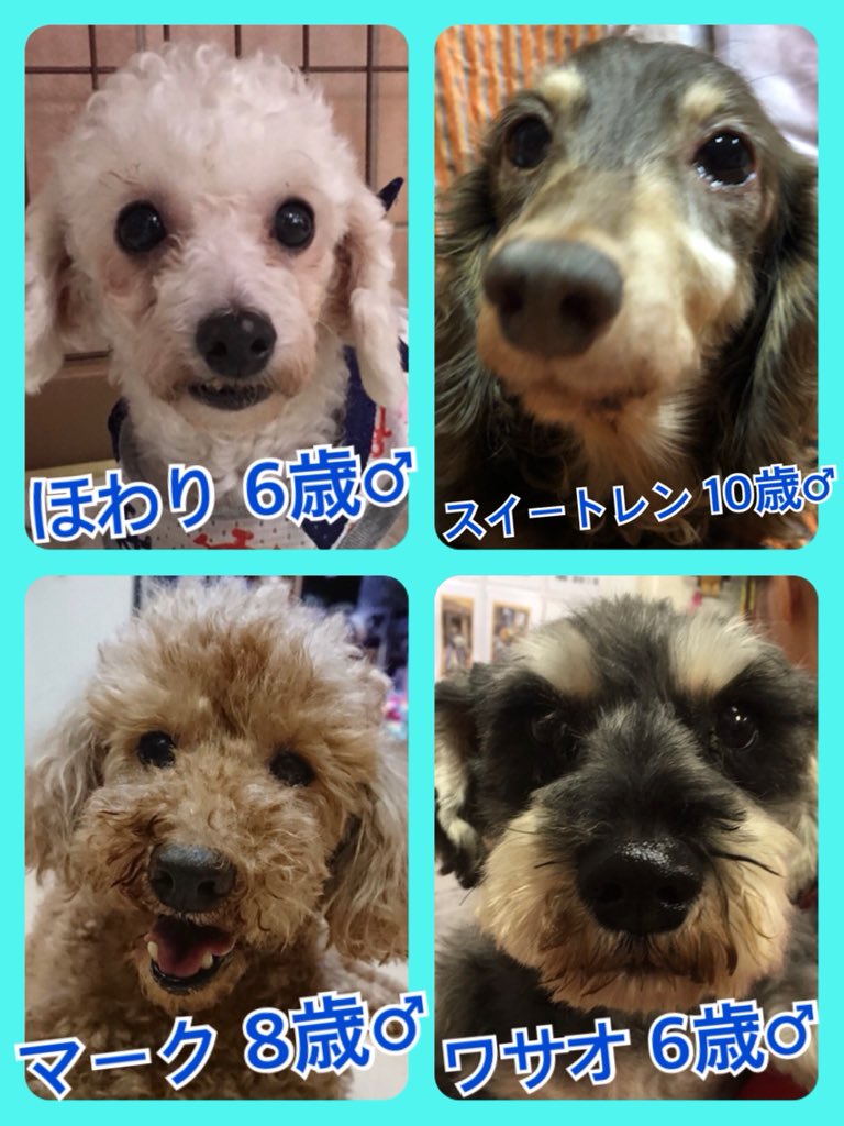 🐾今日の里親様募集中ワンコ🐶メンバーです🐾2019,8,4